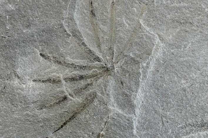Pennsylvanian Fossil Horsetail (Annularia) Plate - Kentucky #154657